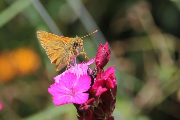 Der Schmetterling Dickkopffalter auf einer Blüte.