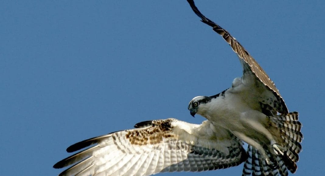 Das Schutzgebiet FANEL soll besser geschützt werden, damit Fischadler wie im Bild weiterhin vorbei kommen.