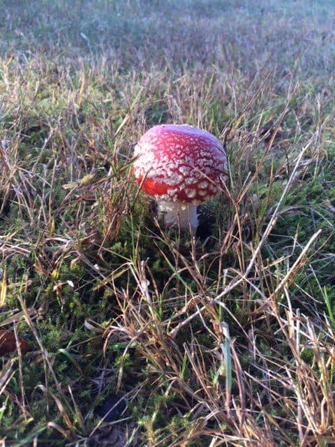 Ein Fliegenpilz im Feld.