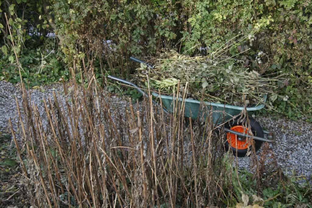 Eine Schubkarre voll von Gras im Garten.