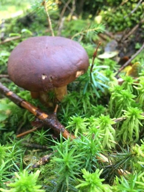 Ein Maronenröhrling.