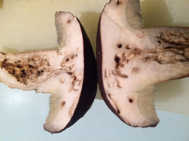 Ein Wurmstichiger Maronenröhrling.