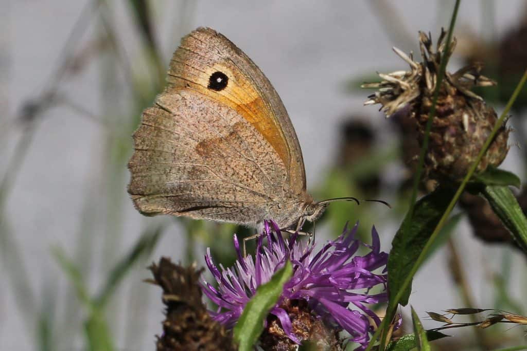 Der Schmetterling Ochsenauge auf Blume.