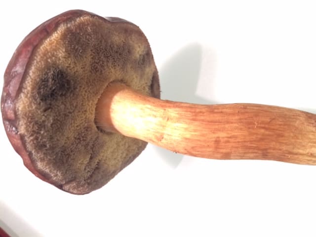 Die Röhren des Marhonenröhrlings.