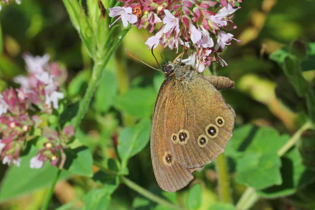 Der Schmetterling brauner Waldvogel an einer Blüte.