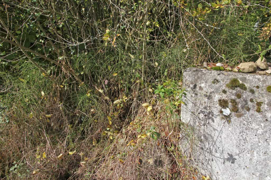 Garten, wo die Rote Keulenschrecke lebt.