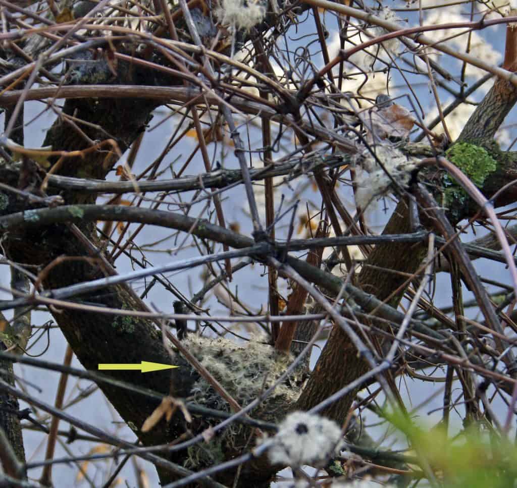 Ein Nest in einem Baum.