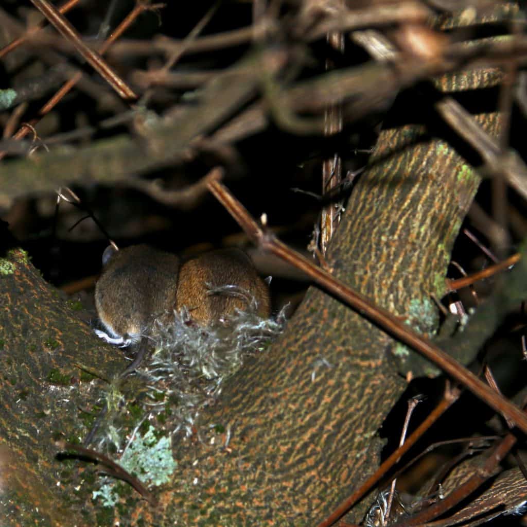 Zwei Waldmäuse sitzen in dem Nest auf dem Baum.