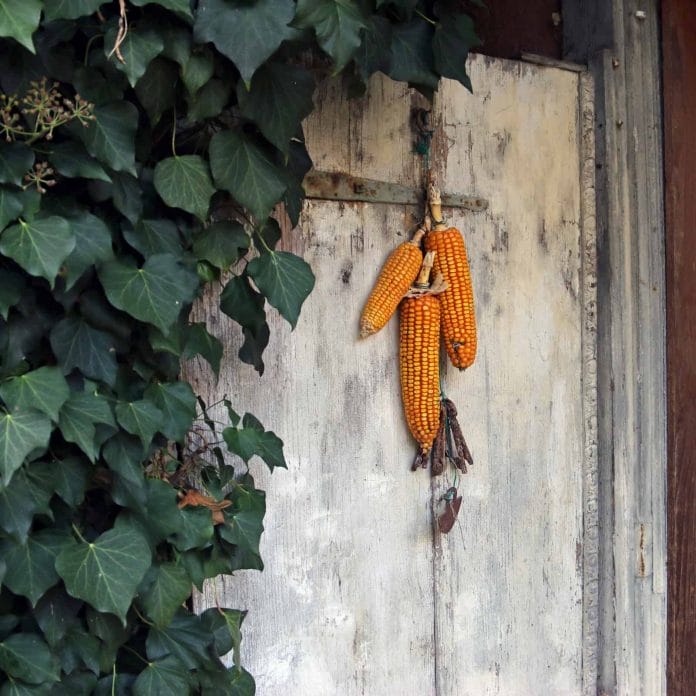 Drei Maiskolben hängen an der Tür.