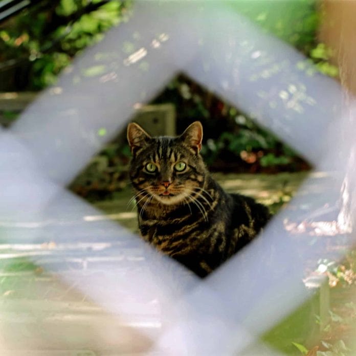 Katze hinter einem Zaun.