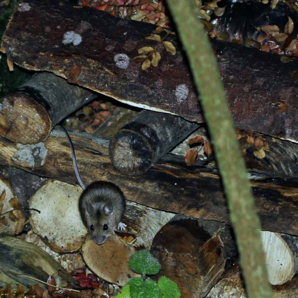 Eine Waldmaus versteckt sich im Holzstapel.