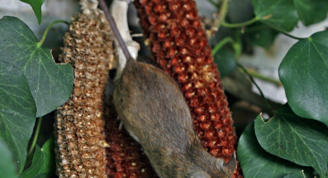 Die Waldmaus turnt an dem Mais umher.