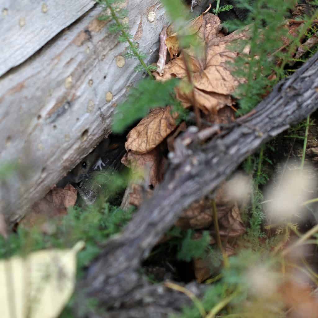 Eine Waldmaus versteckt sich unter einem Baum.