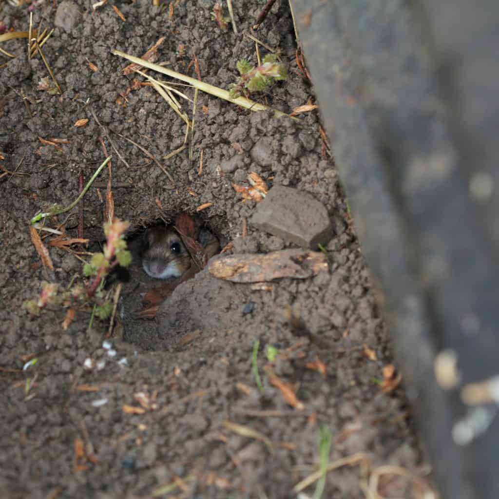 Die Waldmaus versteckt sich in einem Erdloch.