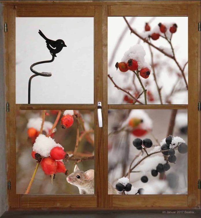 Fenster in den Garten zeigt Beeren im Winter und Maus.