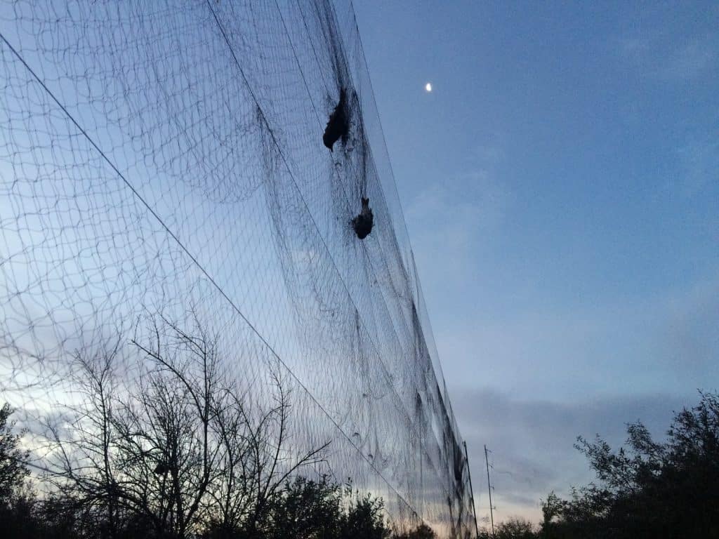 Wilderei von Zugvögeln in Zypern.