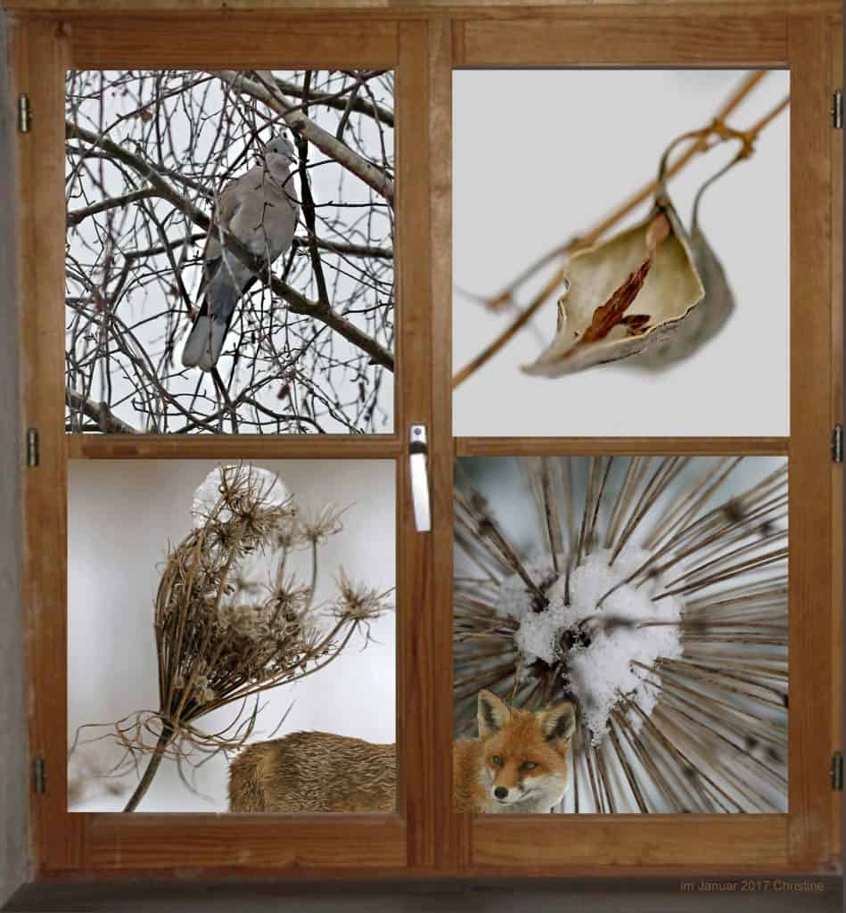 Fenster in den Garten zeigt Tiere wie Taube und Fuchs.