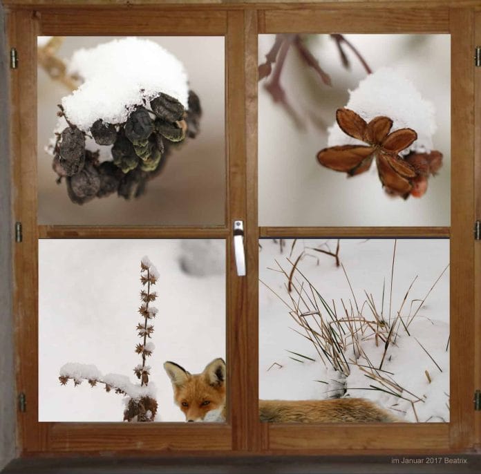 Fenster in den Garten zeigt Fuchs und Zapfen mit Schnee.