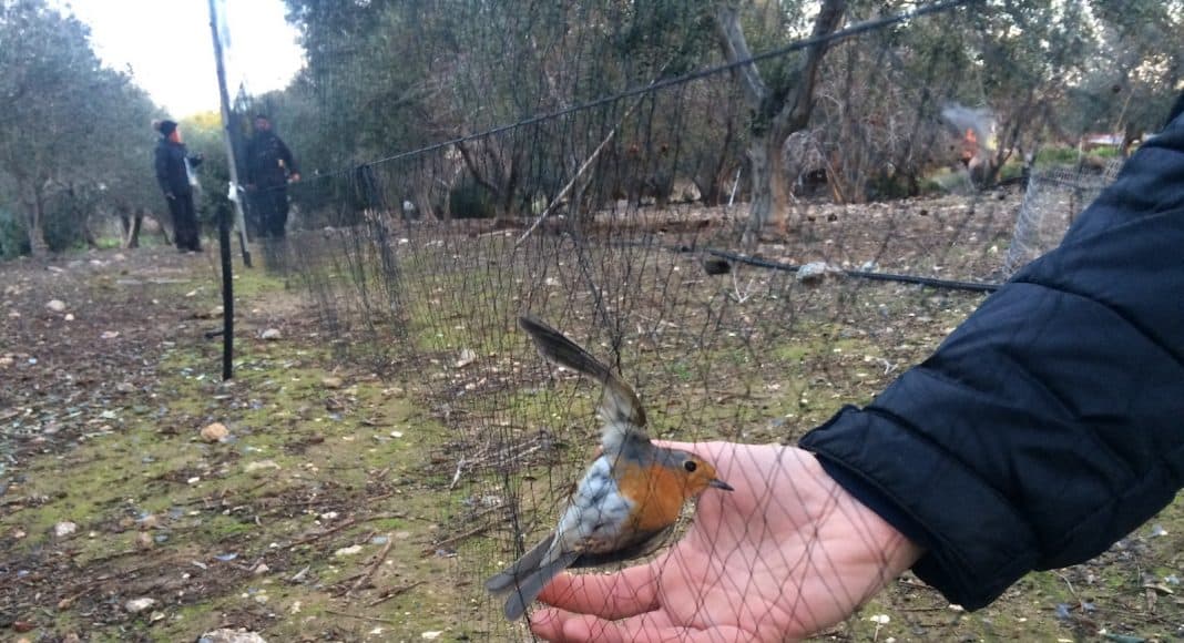 Wilderei von Zugvögeln in Zypern.
