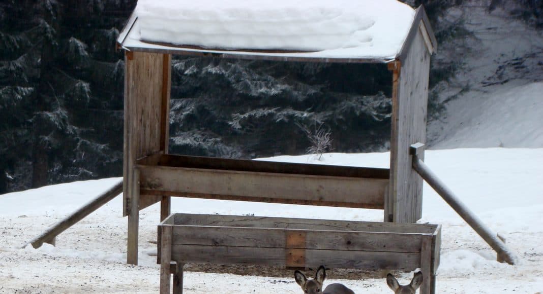 Im Winter finden sich die Wildtiere an der Futterkrippe zusammen.