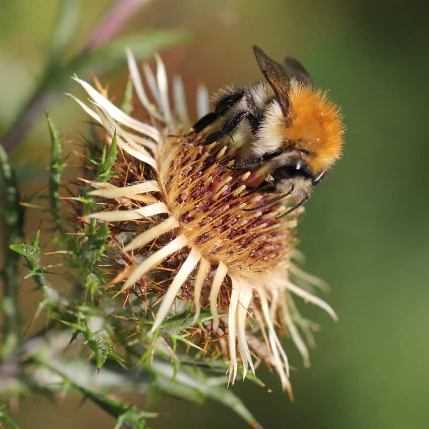 Golddistel blüht auch im Herbst.