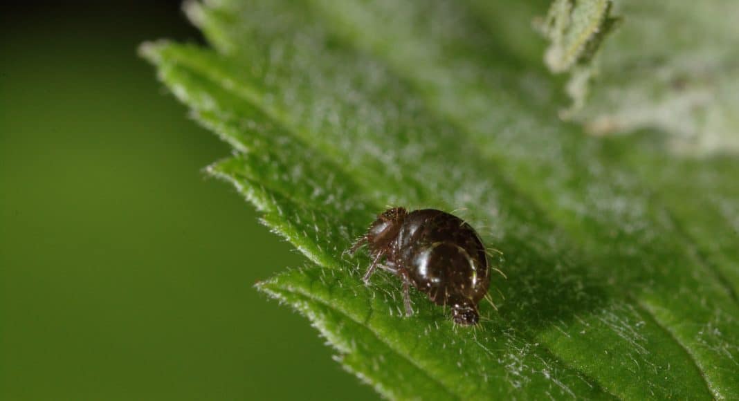 Die Hornmilbe, gehört zu den Spinnentieren, und kann sich dank Gifteinsatz gegen Angreifer wehren.