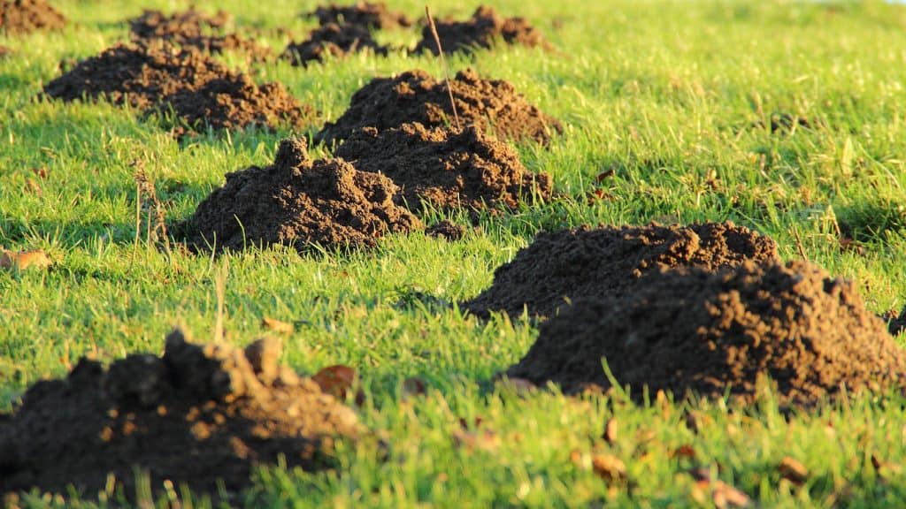 Maulwurfshügel im Feld bringen Ärger für die Landwirtschaft.
