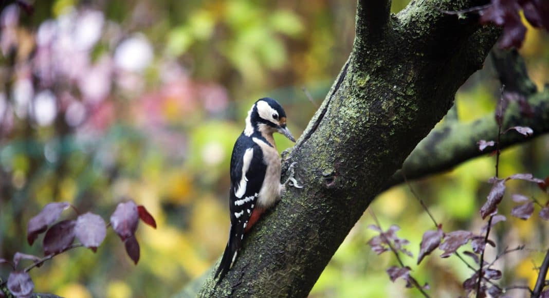 Bundspecht hämmert gegen den Baum.