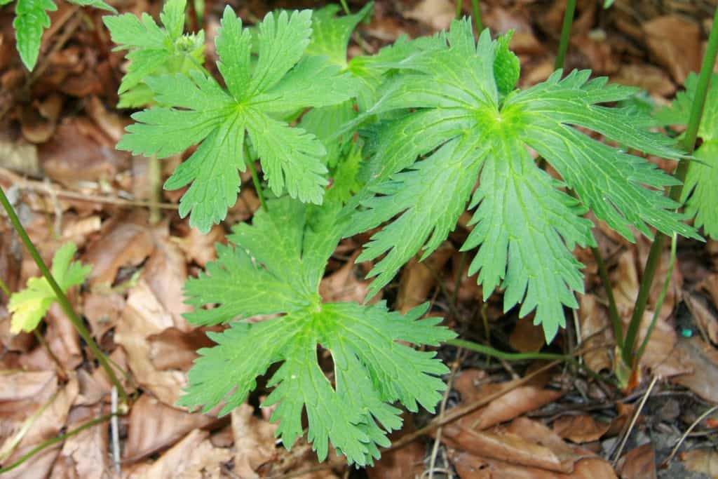 Die Rosette eines Wald-Storchschnabel.