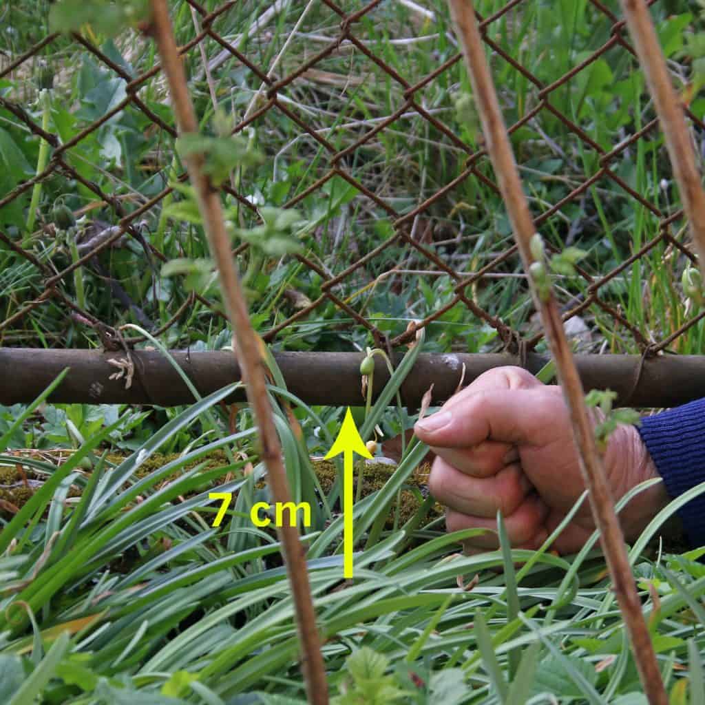 Der Abstand unter dem Zaun ist für ein Igel zu klein.
