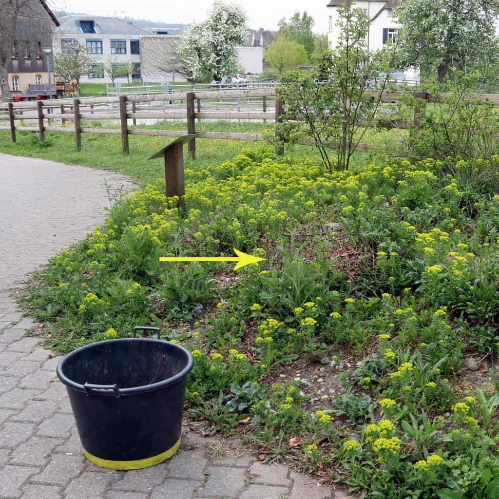 Beet, in dem ein Igel schon beobachtet wurde.