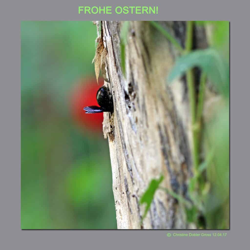 Wildbiene schaut ins Loch.