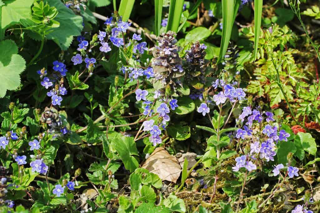 Das Gamander-Ehrenpreis ist am blühen.