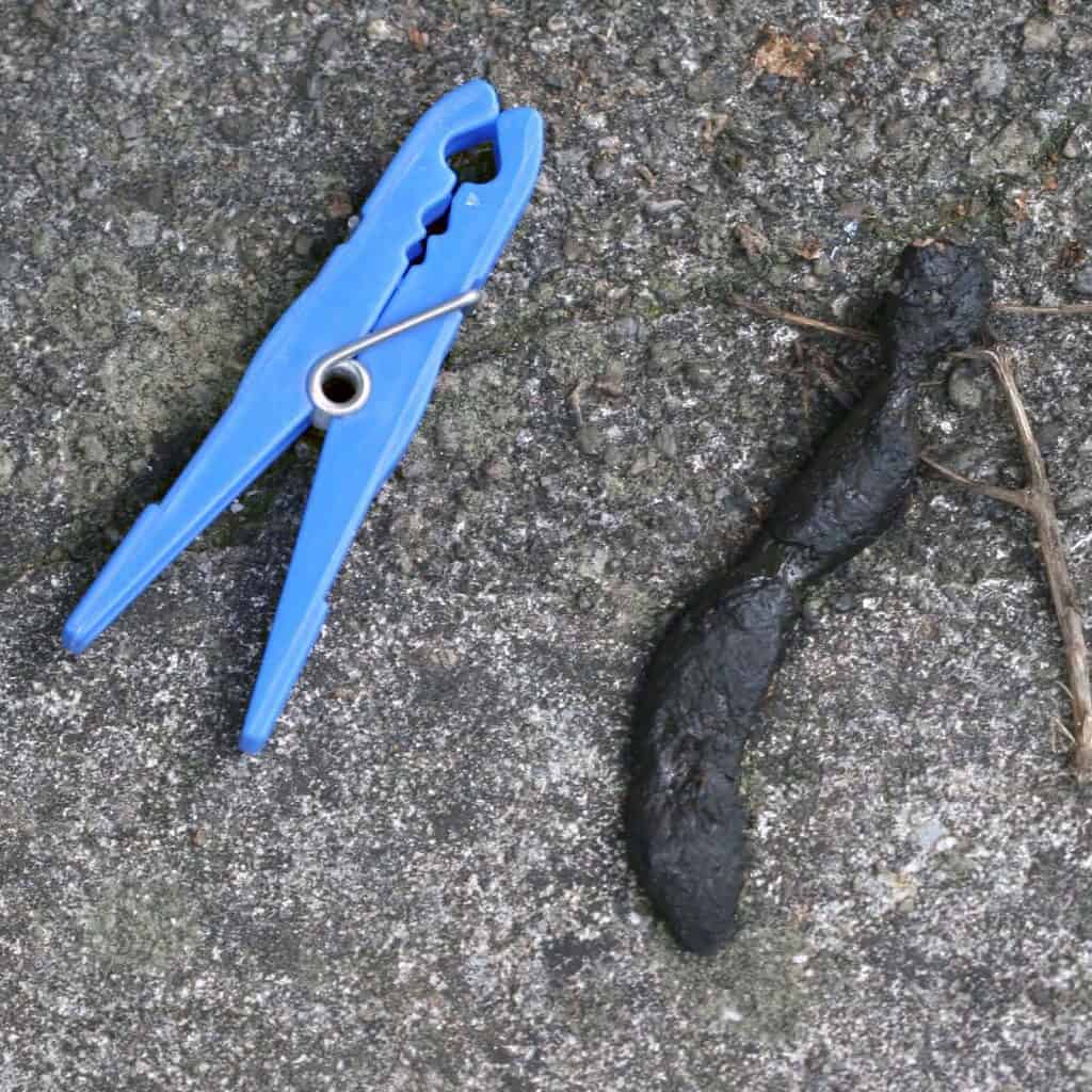 Igelkot neben einer Klammer für den Grössenvergleich.