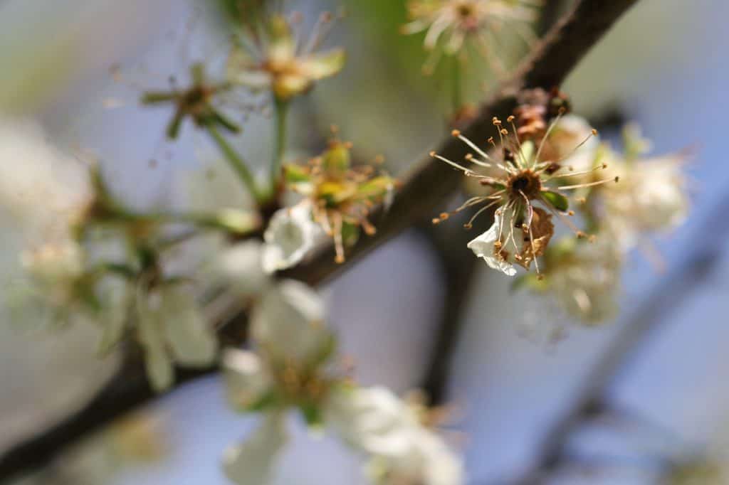 Eine kaputte Obstblüte.