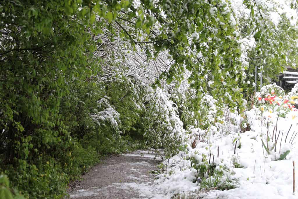 Schnee im Frühlingsgarten.