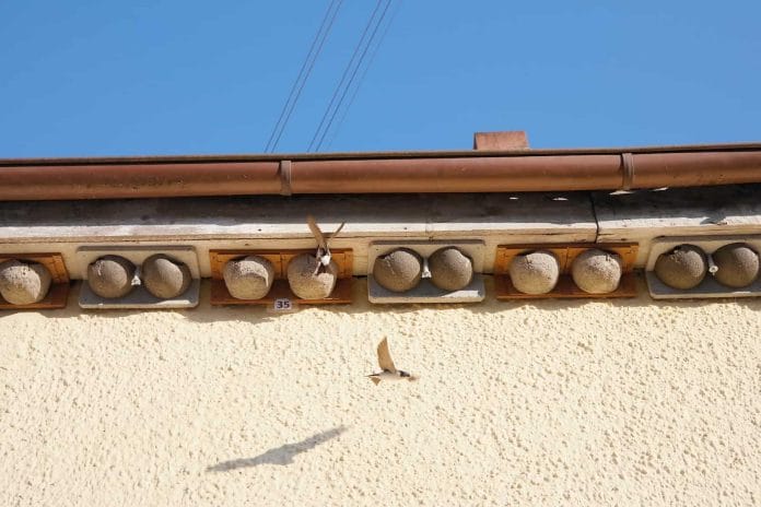 Schwalben fliegen Nester unter dem Dachrinne an.
