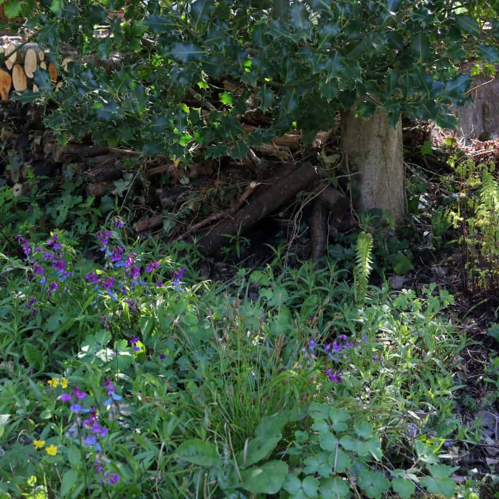 Damit sich der Igel am Tag verstecken kann, braucht es dichtes Gebüsch.