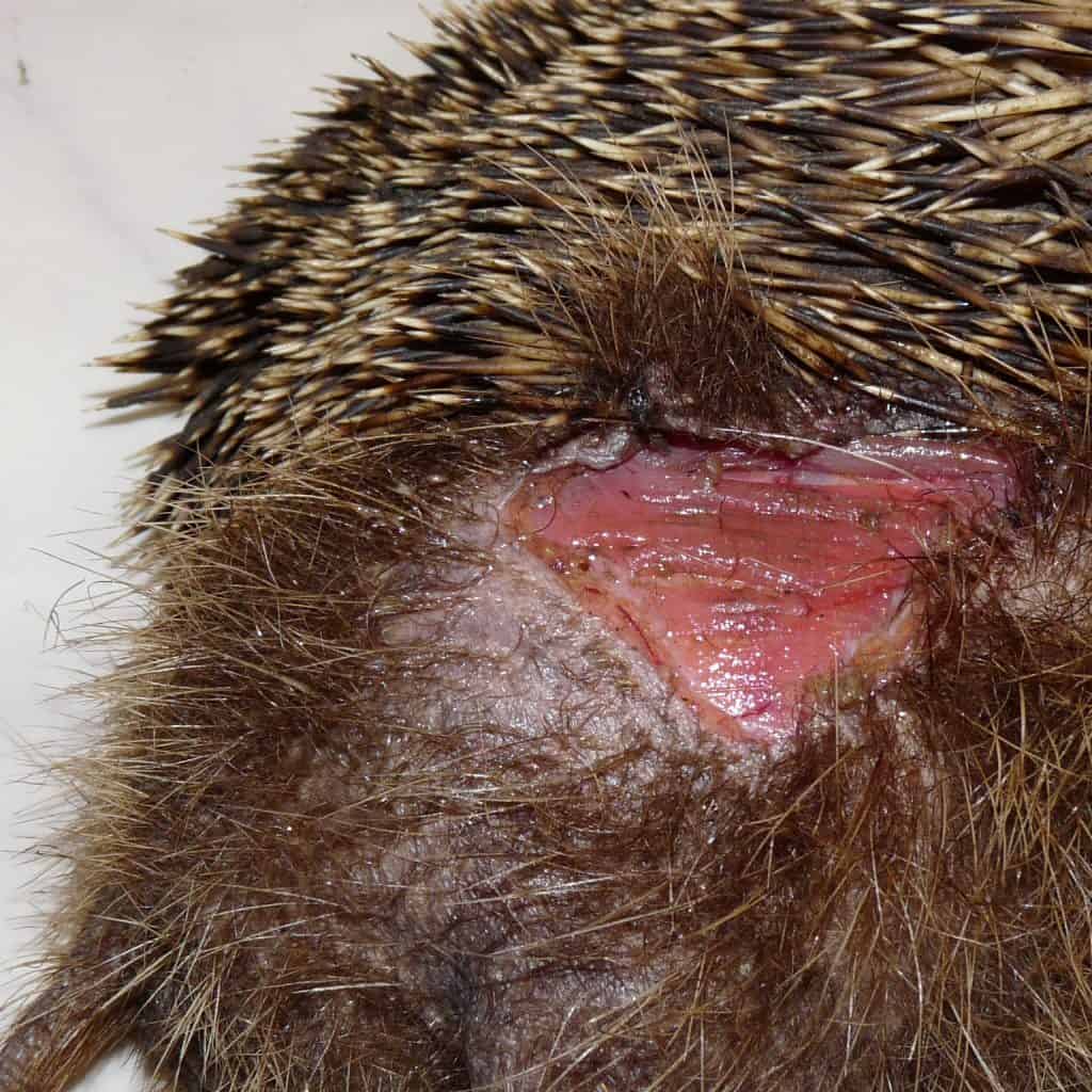 Ein vom Dadenmäher verletzte Igel.