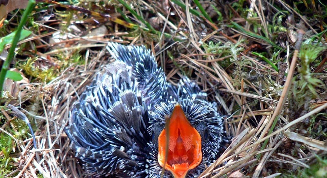 Ein junger Kuckuck sitzt im Nest und wartet darauf gefüttert zu werden.