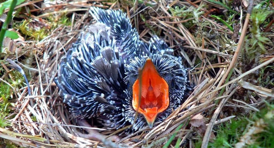 Ein junger Kuckuck sitzt im Nest und wartet darauf gefüttert zu werden.