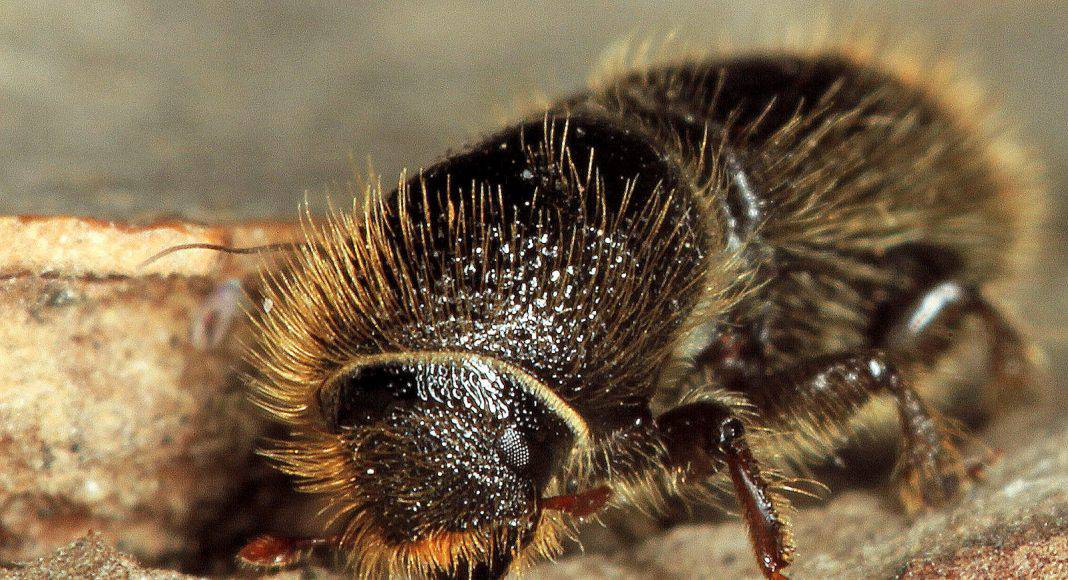 Borkenkäfer ist ein Schädling für den Forstwirtschaft.