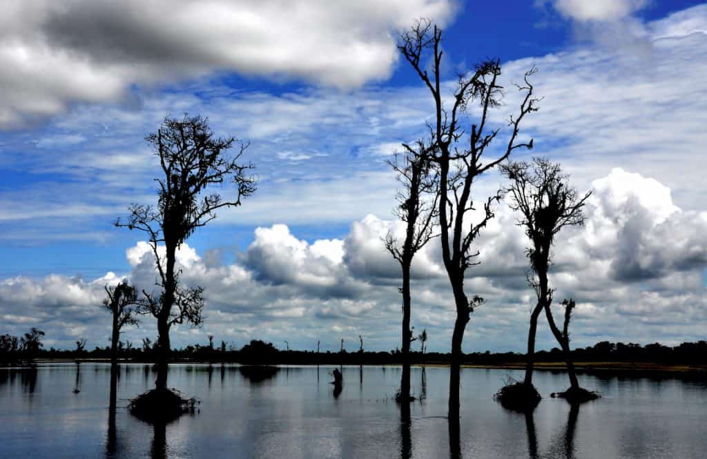 Die Feuchtgebiete des Maguri Beel nahe des Dibru-Saikhowa-Nationalparks ist Lebensraum für viele Vögel.