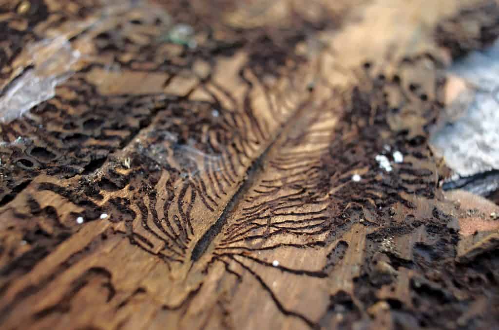 Die typischen Frassspuren eines Borkenkäfers.