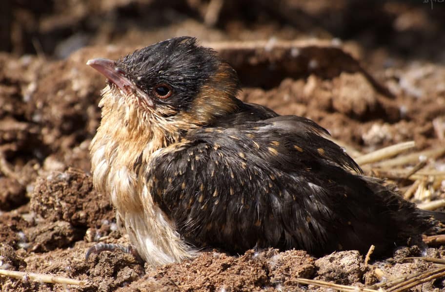 Der Häherkuckuck ist nicht schlecht für die anderen Nestlinge.