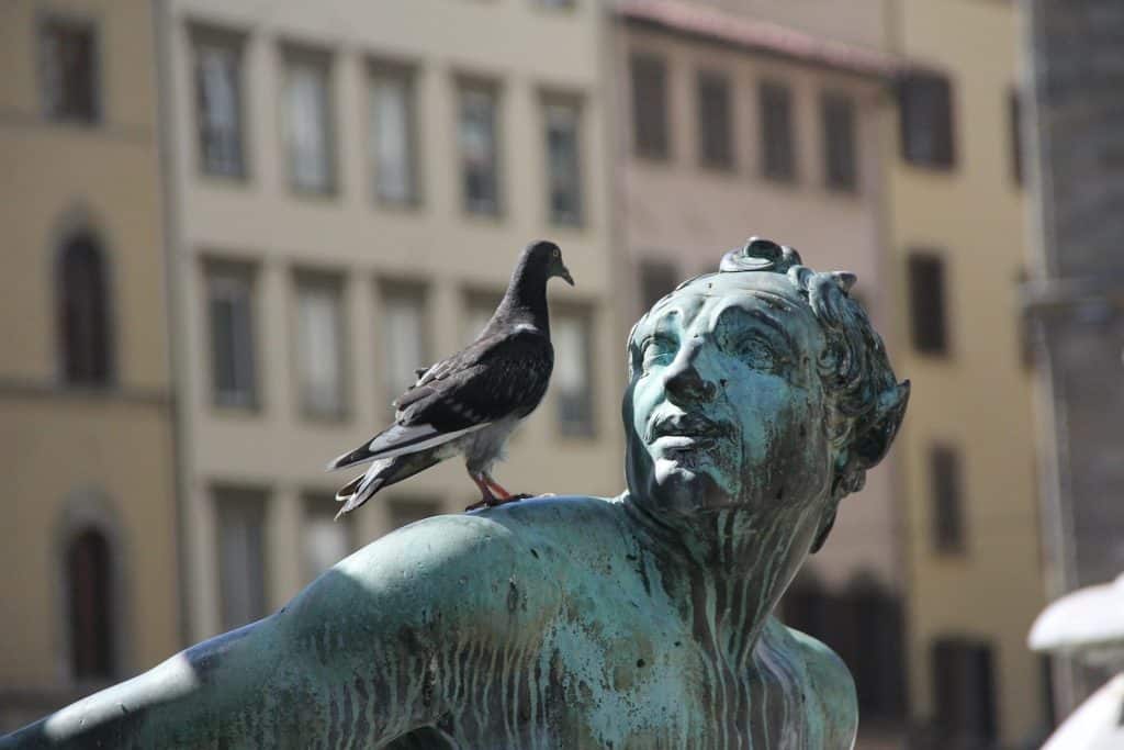 Eine junge Taube sitzt auf einer Statue.
