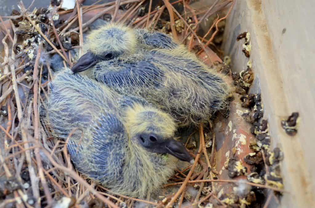 Junge Tauben im Nest.