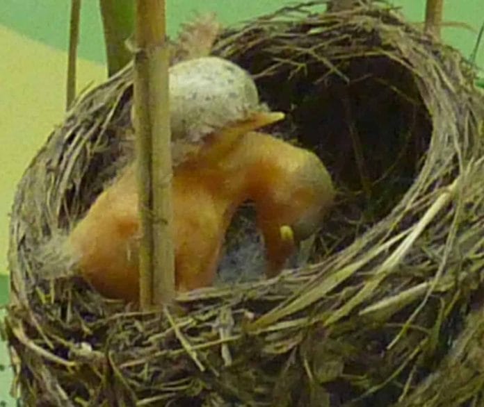 Ein Kuckucksnestling wirft die anderen Eier aus dem Nest.