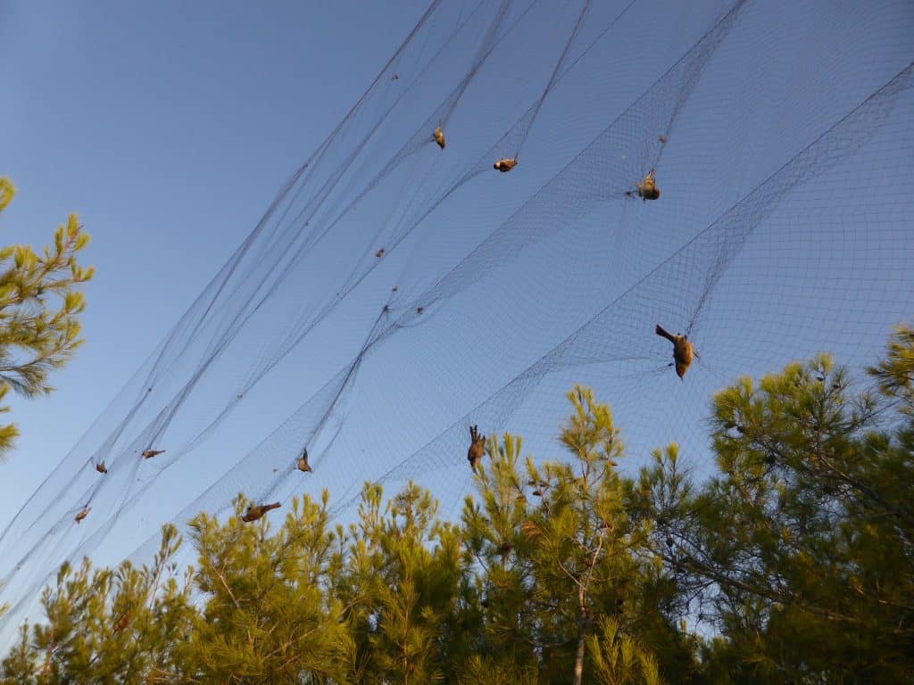 Zugvögel sind in einem Netz gefangen.