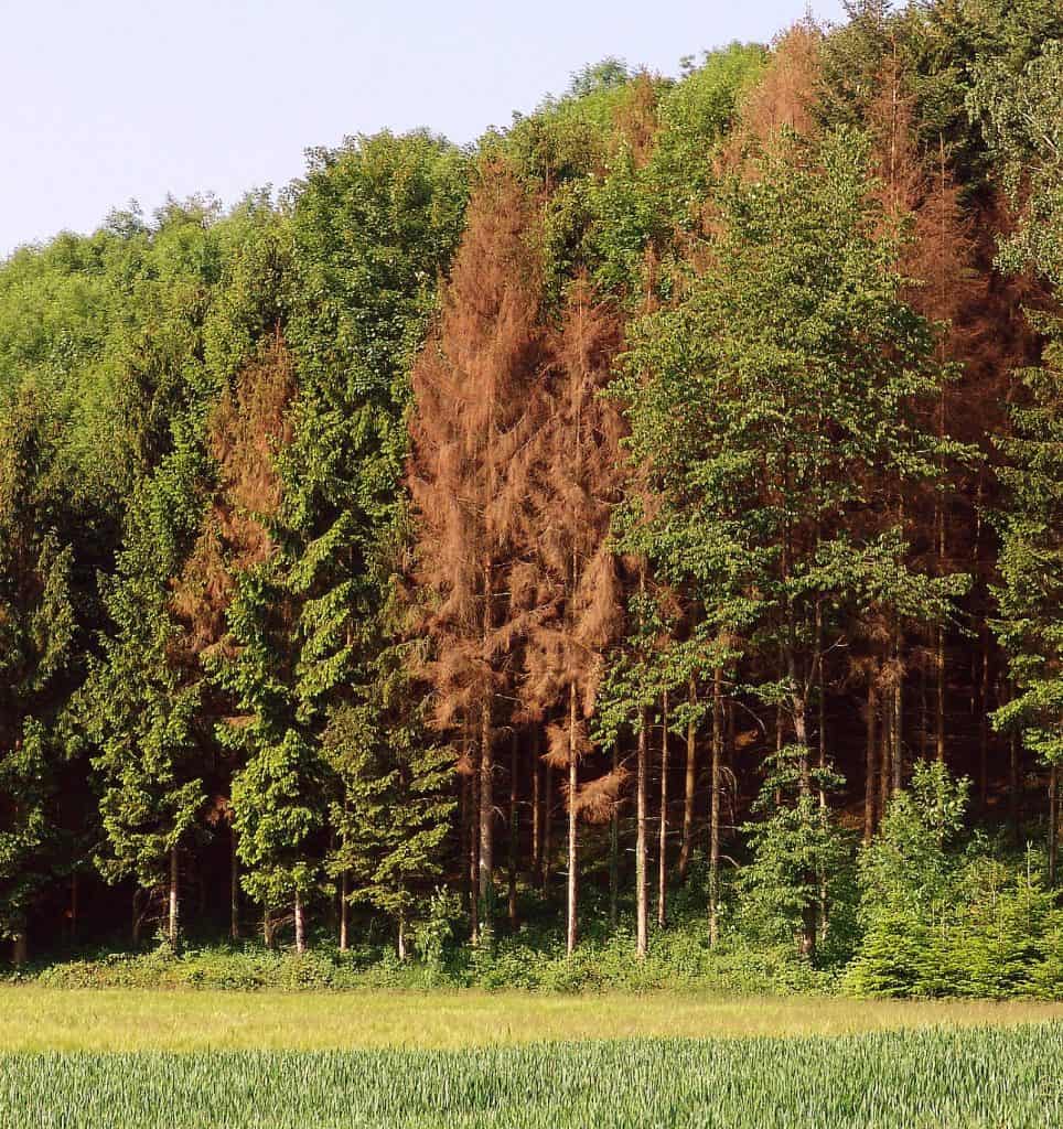 Buchdruckerbefall am Waldrand nach einer Trockenperiode.